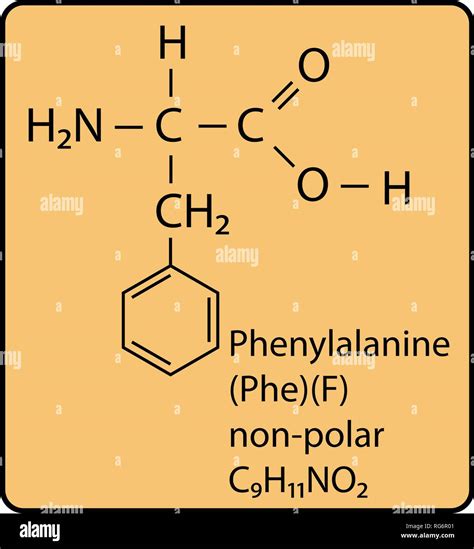 Formule Chimique Phenylalanine Banque D Images Vectorielles Alamy