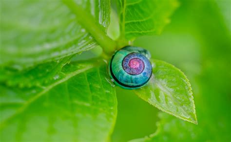 Kostenlose Foto Wasser Natur Pflanze Fotografie Blatt Blume