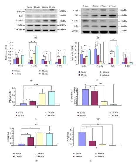 Activation And Inhibition Of Canonical Nf κb Signaling Pathway In