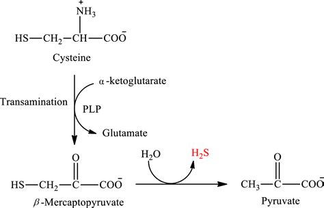 In Degradation Of The Sulfur Containing Amino Acid Cysteine The Sulfur