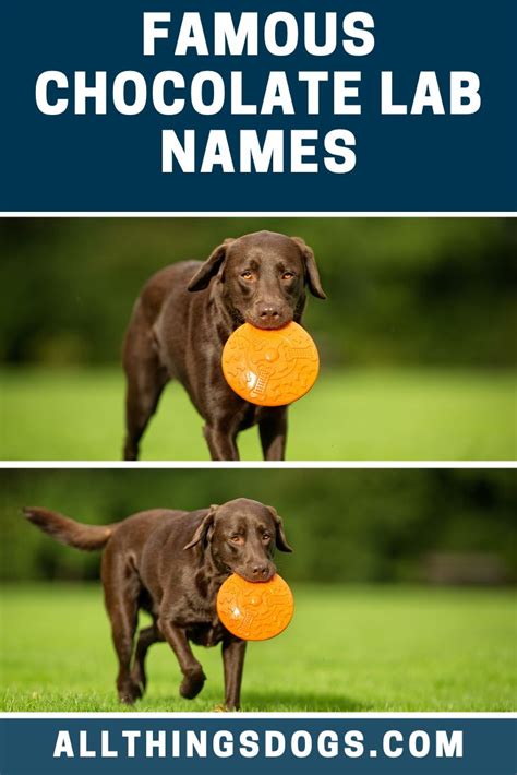 Famous Chocolate Lab Names | Chocolate lab, Best dog names, Dog names