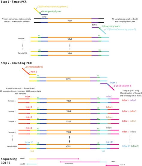 Illumina Amplicon Library Preparation Through 2 Step PCR Amplification