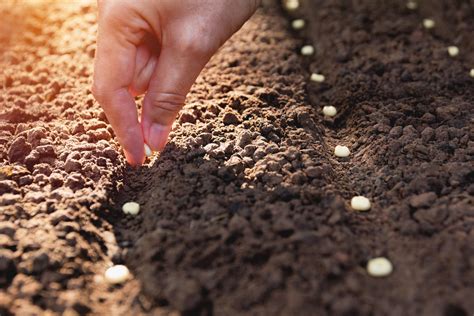 Sowing Seeds Outdoors In The Winter