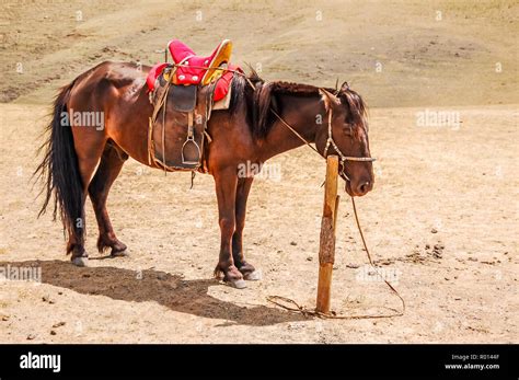 mongolian horse saddle  res stock photography  images alamy