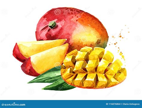 Mango Fruit With Mango Cubes Watercolor Hand Drawn Illustration