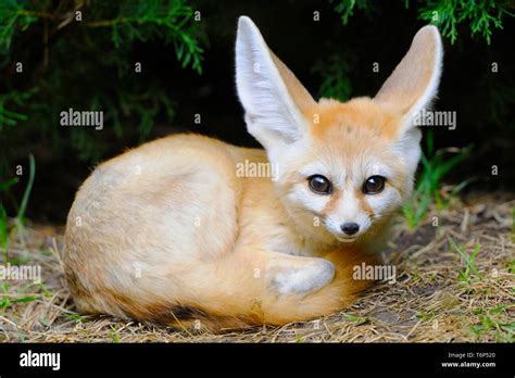 Fennec Fuchs Vulpes Zerda Junge Tier Captive Vorkommen In