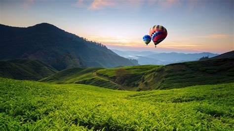 Balloons And Tea Valley View On Sunrise At Cameron Highlands Tanah