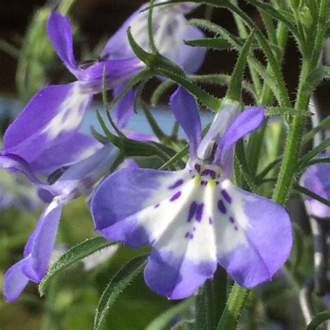 Lobelia Erinus Hot Tiger Eyes Lobelia Hot Tiger Eyes Uploaded By Tiggrx