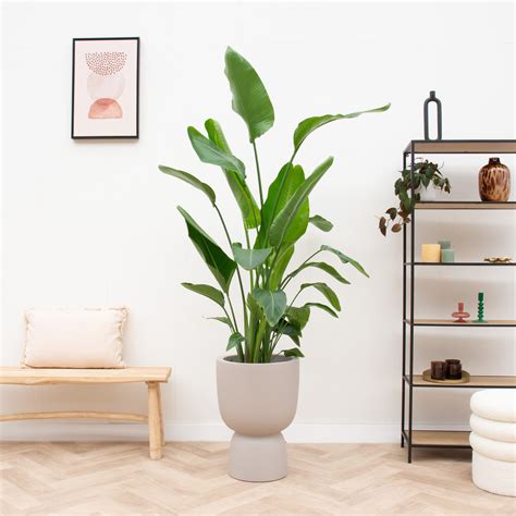 Combi deal Strelitzia Nicolai inclusief elho Pure Coupe Ø35 190cm