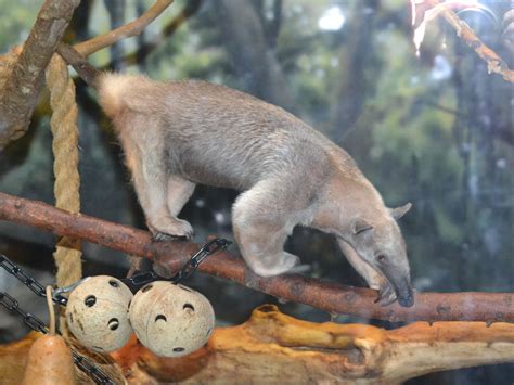 The Online Zoo - Southern Tamandua