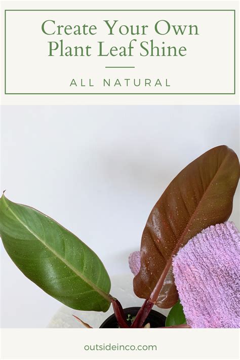 How To Make Your Own Plant Leaf Shine Cleaner Sans Harmful