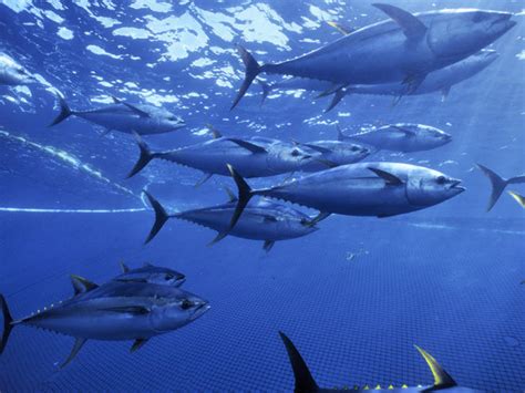 Yellowfin Tuna | Species | WWF