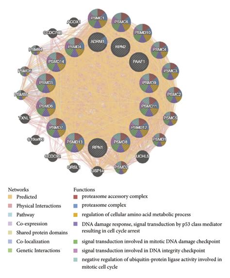 Gene Gene Interaction Network Of Differently Expressed Rpns Genemania