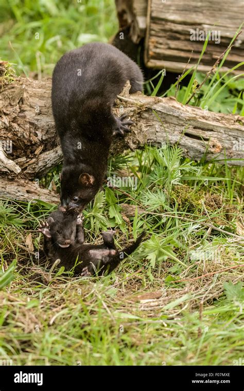 Baby Mink Hi Res Stock Photography And Images Alamy