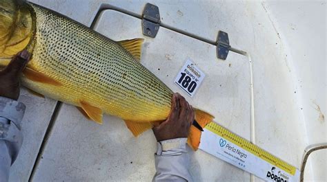Explican por qué debe restringirse la pesca del dorado en Entre Ríos