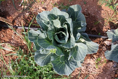 La Col Repollo Brassica Oleracea Var Capitata Vida En La Tierra