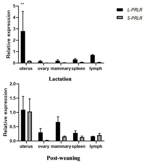 Sequence Analysis And Mrna Expression Of Prolactin Receptor Gene