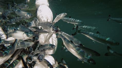 Food Quality Might Be Key For Juvenile Sockeye Salmon Growth And