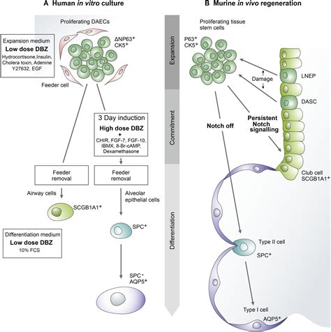 Long Term Culture Of Distal Airway Epithelial Cells Allows