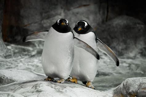 Penguin Friends