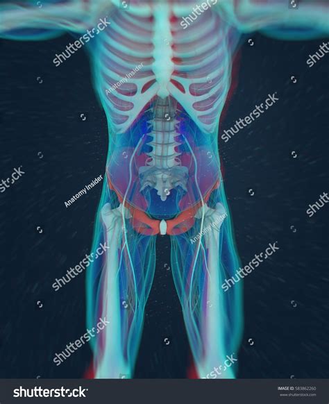 Ilium Bone Human Anatomy 3d Illustration Stock Illustration 583862260 - Shutterstock