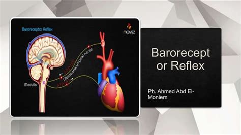 Baroreceptor Reflex Mechanism | PPT