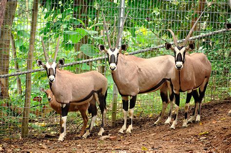 Gemsbok For Sale Cold Creek Ranch Texas