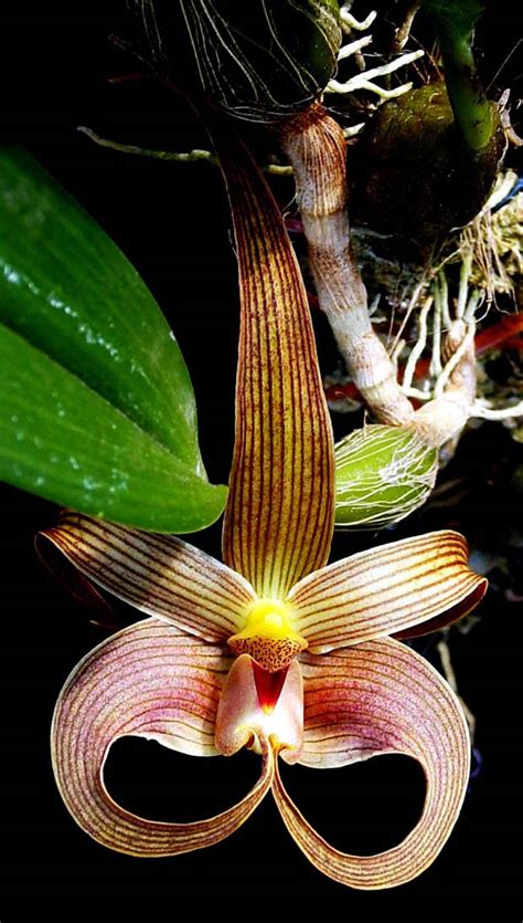 Bulbophyllum Pleurocrepis Orchidaceae Image 57581 At PhytoImages Siu Edu