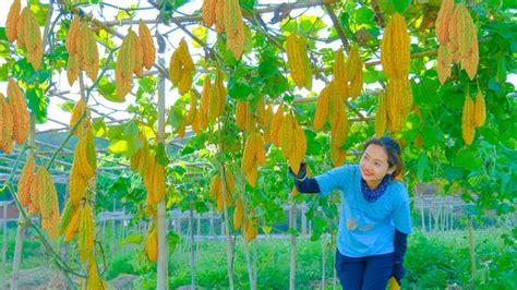 Harvesting Yellow Bitter Melon Goes To Market Sell Sow Bitter Melon