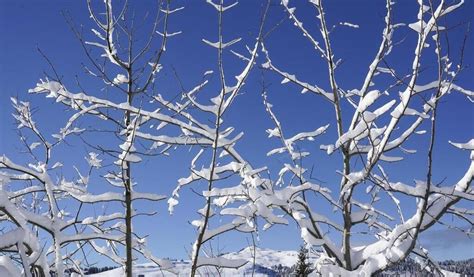 En Images Des Chutes De Neige Remarquables Recouvrent Les Alpes