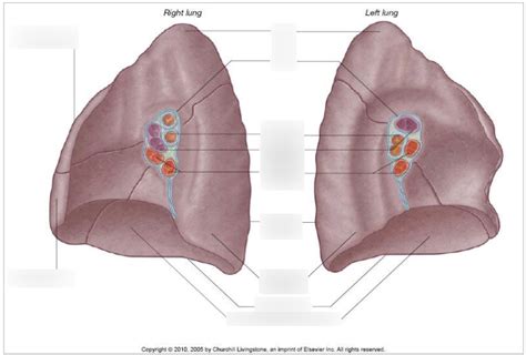 Medial View Of Lungs Diagram Quizlet