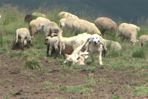 En Maurienne Savoie Des Meutes De Bergers Des Abruzzes Pour Prot Ger