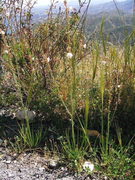 Asphodelus tenuifolius Cav. | Plants of the World Online | Kew Science