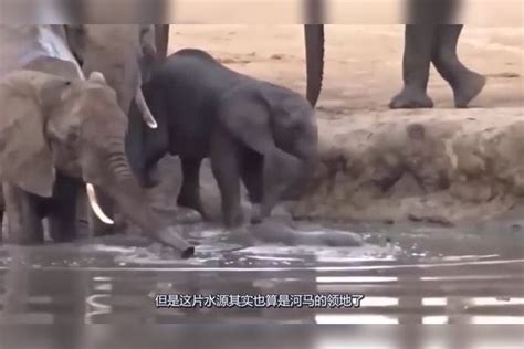 大象母子被河马偷袭，象妈妈用鼻子猛烈还击，结果剧情反转太快偷袭鼻子河马