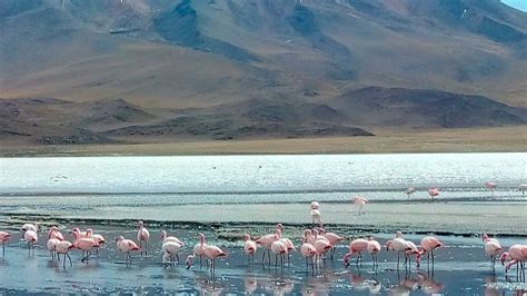 2 Days 1 Night Uyuni Salt Flat And Altiplanic Lagoons Hodaka