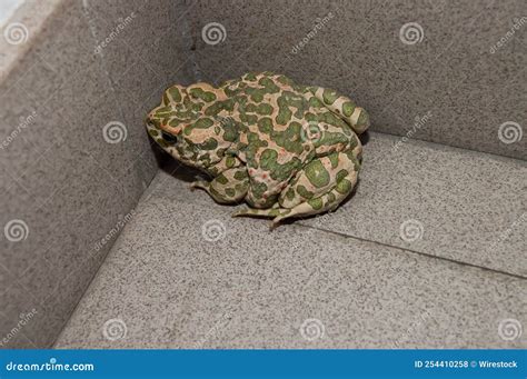 Common European Toad Digital Photo Image Stock Photo Image Of Ugly