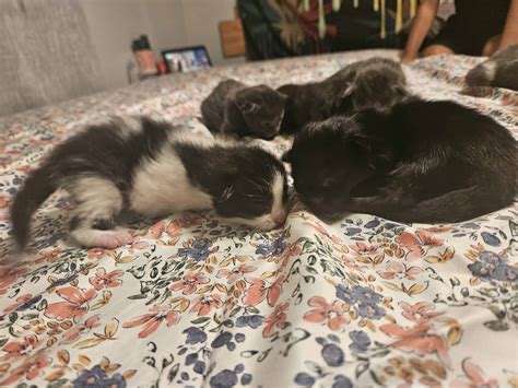 Maine Coon Kittens Mixed With Bangel Petclassifieds