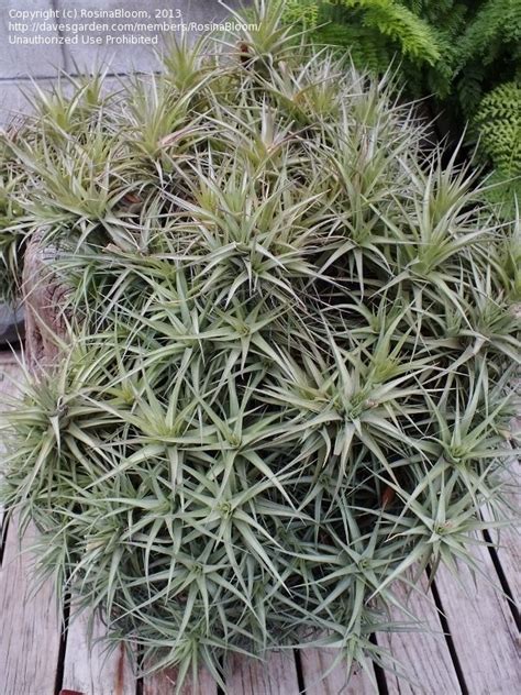 Plantfiles Pictures Tillandsia Bromeliad Air Plant Tillandsia Tenuifolia By Palmbob