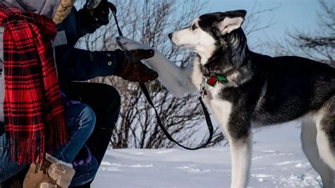 5 Clever Tips To Train Your Siberian Husky