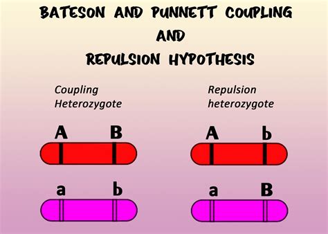 Bateson Used The Terms Coupling And Repulsion For Linkage And Crossing Over Name The Correct