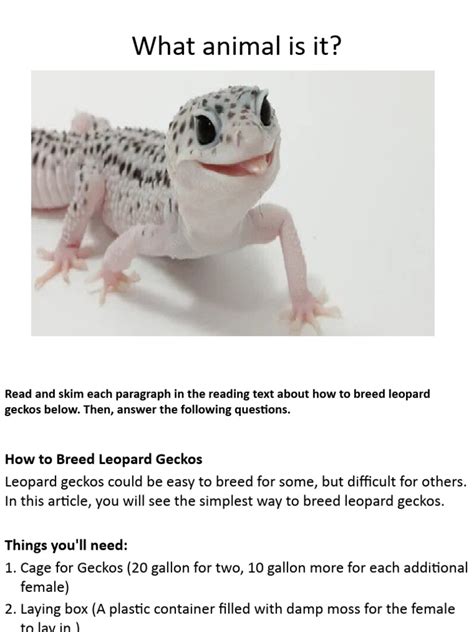 How To Breed Leopard Geckos Pdf Egg Birds