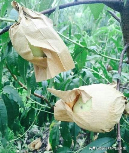 上海南匯水蜜桃採摘 採摘吃桃子是不剝皮的 每日頭條