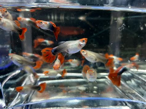 Acuafarma - 🇧🇴🇧🇴🇧🇴 Nuevo stock de guppys de línea Solo...