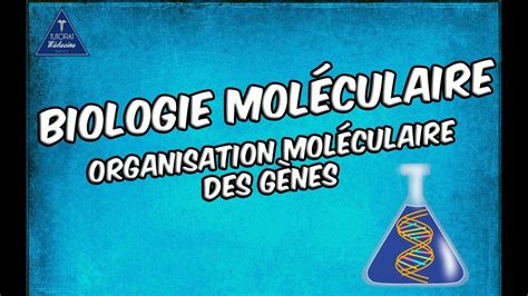 Organisation moléculaire des gènes ETUDE AZ