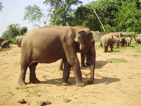 Elephant Orphanage 10 Free Photo Download | FreeImages