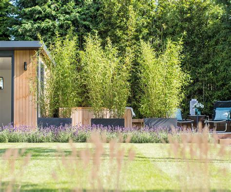 How to kill bamboo and stop it from spreading | Homebuilding