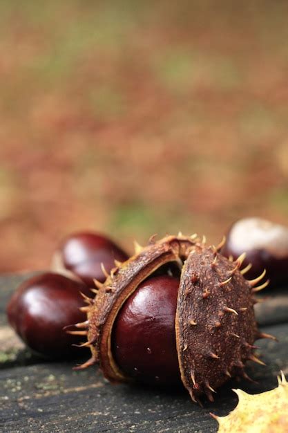 Free Photo Chestnut Emerging From Its Shell