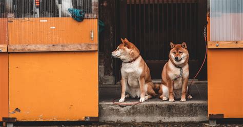 Missouris Humane Society Rescues 43 Starving Shiba Inus