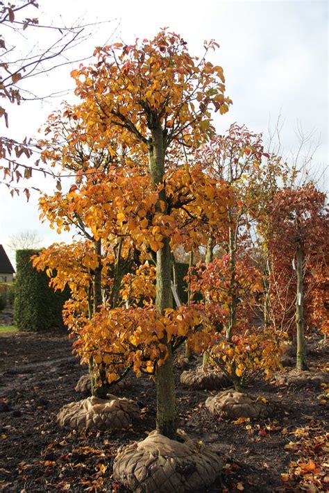 Pyrus Call Chanticleer Tuinbonsai Voor De Kleine Tuin Country Roads