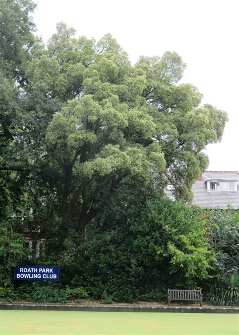 Quercus Ilex In Roath Park Pleasure Garden